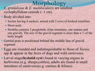 Morphology
 E. granulosus & E. multilocularis are smallest
cyclophyllidean cestode (~1 cm).
 Body divided into:
 Scolex having 4 suckers, armed with 2 rows of hooked rostellum
 Short neck.
 Strobila contains 3 proglottids. (One immature, one mature and
one gravid). The size of the gravid segment is more than a ½ of the
body length
 Genital pore is positioned behind the middle line of gravid
segment
 Eggs are rounded and indistinguishable to those of Taenia
spp & appear in the feces of dogs and wild carnivores.
 Larval stage(hydatid cyst) found in varying organs in
herbivores (e.g. sheeps,cattles), adults are found in small
intestines of carnivores(e.g. canines & felines)
3
 