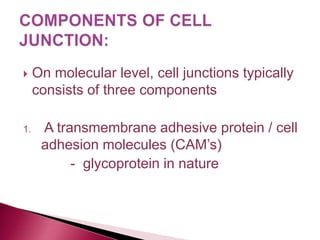  On molecular level, cell junctions typically
consists of three components
1. A transmembrane adhesive protein / cell
adhesion molecules (CAM’s)
- glycoprotein in nature
 