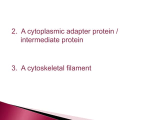 2. A cytoplasmic adapter protein /
intermediate protein
3. A cytoskeletal filament
 