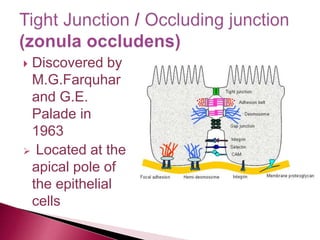  Discovered by
M.G.Farquhar
and G.E.
Palade in
1963
 Located at the
apical pole of
the epithelial
cells
 
