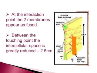  At the interaction
point the 2 membranes
appear as fused
 Between the
touching point the
intercellular space is
greatly reduced – 2.5nm
 