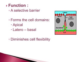  Function :
◦ A selective barrier
◦ Forms the cell domains:
 Apical
 Latero – basal
◦ Diminishes cell flexibility
 