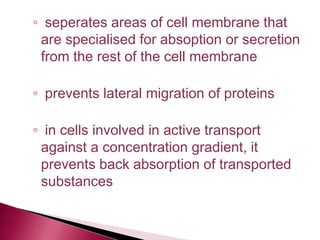 ◦ seperates areas of cell membrane that
are specialised for absoption or secretion
from the rest of the cell membrane
◦ prevents lateral migration of proteins
◦ in cells involved in active transport
against a concentration gradient, it
prevents back absorption of transported
substances
 