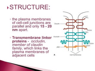 STRUCTURE:
◦ the plasma membranes
of cell-cell junctions are
parallel and only 15 - 20
nm apart.
◦ Transmembrane linker
proteins - occludin,
member of claudin
family, which links the
plasma membranes of
adjacent cells
 