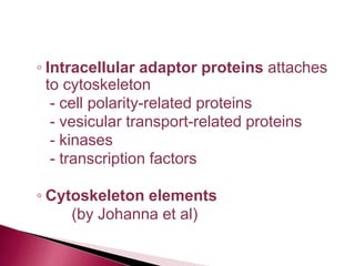 ◦ Intracellular adaptor proteins attaches
to cytoskeleton
- cell polarity-related proteins
- vesicular transport-related proteins
- kinases
- transcription factors
◦ Cytoskeleton elements
(by Johanna et al)
 