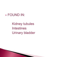  FOUND IN:
Kidney tubules
Intestines
Urinary bladder
 