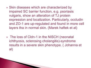  Skin diseases which are characterized by
impaired SC barrier function, e.g. psoriasis
vulgaris, show an alteration of TJ protein
expression and localization. Particularly, occludin
and ZO-1 are up-regulated and found in more cell
layers tha in normal skin. (Marek haftek et al)
 The loss of Cldn-1 in the NISCH (neonatal
ichthyosis, sclerosing cholangitis)-syndrome
results in a severe skin phenotype. ( Johanna et
al)
 