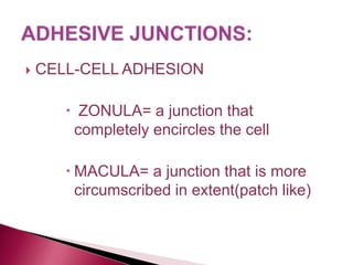  CELL-CELL ADHESION
 ZONULA= a junction that
completely encircles the cell
 MACULA= a junction that is more
circumscribed in extent(patch like)
 