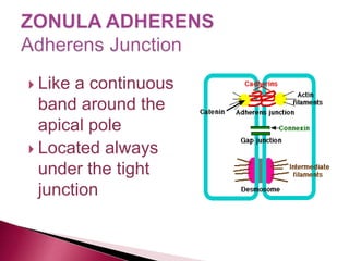  Like a continuous
band around the
apical pole
 Located always
under the tight
junction
 