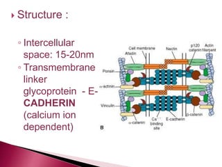  Structure :
◦ Intercellular
space: 15-20nm
◦ Transmembrane
linker
glycoprotein - E-
CADHERIN
(calcium ion
dependent)
 