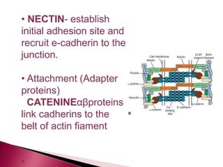 • NECTIN- establish
initial adhesion site and
recruit e-cadherin to the
junction.
• Attachment (Adapter
proteins)
CATENINEαβproteins
link cadherins to the
belt of actin fiament
•
 