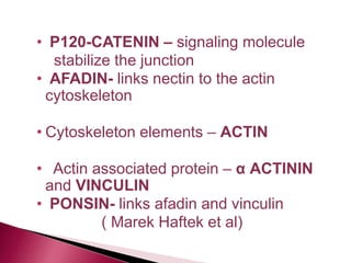 • P120-CATENIN – signaling molecule
stabilize the junction
• AFADIN- links nectin to the actin
cytoskeleton
• Cytoskeleton elements – ACTIN
• Actin associated protein – α ACTININ
and VINCULIN
• PONSIN- links afadin and vinculin
( Marek Haftek et al)
 