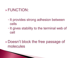  FUNCTION:
◦ It provides strong adhesion between
cells
◦ It gives stability to the terminal web of
cell
 Doesn’t block the free passage of
molecules
 