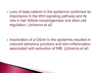  Loss of beta-catenin in the epidermis confirmed its
importance in the Wnt signaling pathway and its
role in hair follicle morphogenesis and stem cell
regulation. (Johanna et al)
 Inactivation of p120ctn in the epidermis resulted in
reduced adherens junctions and skin inflammation
associated with activation of NfB. (Johanna et al)
 