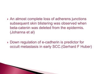  An almost complete loss of adherens junctions
subsequent skin blistering was observed when
beta-catenin was deleted from the epidermis.
(Johanna et al)
 Down regulation of e-cadherin is predictor for
occult metastasis in early SCC.(Gerhard F Huber)
 