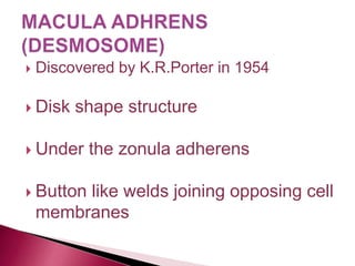  Discovered by K.R.Porter in 1954
 Disk shape structure
 Under the zonula adherens
 Button like welds joining opposing cell
membranes
 
