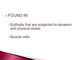  FOUND IN:
◦ Epithelia that are subjected to abrasion
and physical stress
◦ Muscle cells
 