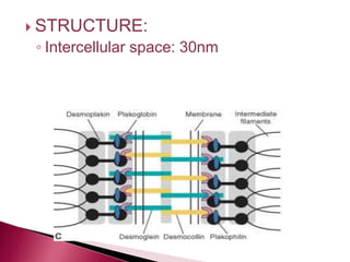  STRUCTURE:
◦ Intercellular space: 30nm
 
