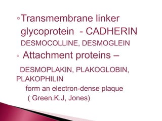 ◦Transmembrane linker
glycoprotein - CADHERIN
DESMOCOLLINE, DESMOGLEIN
◦ Attachment proteins –
DESMOPLAKIN, PLAKOGLOBIN,
PLAKOPHILIN
form an electron-dense plaque
( Green.K.J, Jones)
 