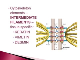 ◦ Cytoskeleton
elements –
INTERMEDIATE
FILAMENTS –
tissue specific :
 KERATIN
 VIMETIN
 DESMIN
 