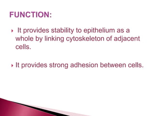  It provides stability to epithelium as a
whole by linking cytoskeleton of adjacent
cells.
 It provides strong adhesion between cells.
 