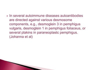  In several autoimmune diseases autoantibodies
are directed against various desmosome
components, e.g., desmoglein 3 in pemphigus
vulgaris, desmoglein 1 in pemphigus foliaceus, or
several plakins in paraneoplastc pemphigus.
(Johanna et al)
 