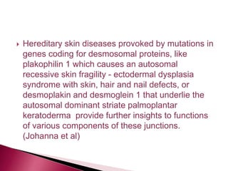  Hereditary skin diseases provoked by mutations in
genes coding for desmosomal proteins, like
plakophilin 1 which causes an autosomal
recessive skin fragility - ectodermal dysplasia
syndrome with skin, hair and nail defects, or
desmoplakin and desmoglein 1 that underlie the
autosomal dominant striate palmoplantar
keratoderma provide further insights to functions
of various components of these junctions.
(Johanna et al)
 