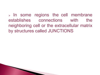  In some regions the cell membrane
establishes connections with the
neighboring cell or the extracellular matrix
by structures called JUNCTIONS
 