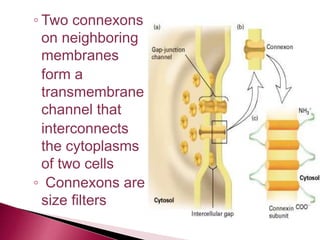 ◦ Two connexons
on neighboring
membranes
form a
transmembrane
channel that
interconnects
the cytoplasms
of two cells
◦ Connexons are
size filters
 