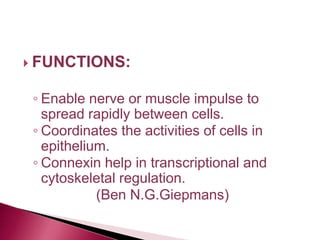  FUNCTIONS:
◦ Enable nerve or muscle impulse to
spread rapidly between cells.
◦ Coordinates the activities of cells in
epithelium.
◦ Connexin help in transcriptional and
cytoskeletal regulation.
(Ben N.G.Giepmans)
 