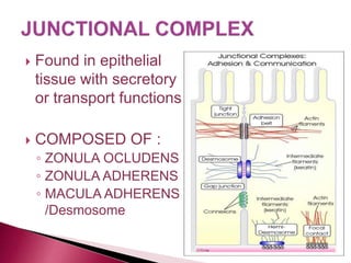  Found in epithelial
tissue with secretory
or transport functions
 COMPOSED OF :
◦ ZONULA OCLUDENS
◦ ZONULA ADHERENS
◦ MACULA ADHERENS
/Desmosome
 