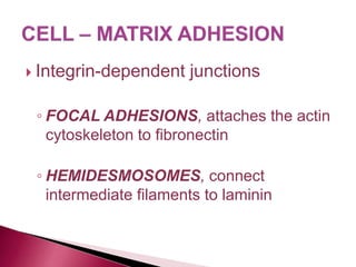  Integrin-dependent junctions
◦ FOCAL ADHESIONS, attaches the actin
cytoskeleton to fibronectin
◦ HEMIDESMOSOMES, connect
intermediate filaments to laminin
 
