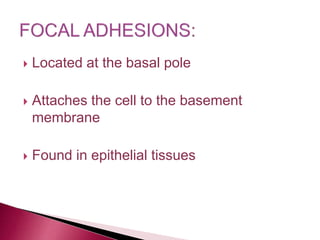  Located at the basal pole
 Attaches the cell to the basement
membrane
 Found in epithelial tissues
 