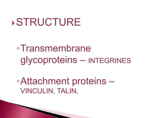 STRUCTURE
◦Transmembrane
glycoproteins – INTEGRINES
◦Attachment proteins –
VINCULIN, TALIN,
 