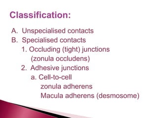 A. Unspecialised contacts
B. Specialised contacts
1. Occluding (tight) junctions
(zonula occludens)
2. Adhesive junctions
a. Cell-to-cell
zonula adherens
Macula adherens (desmosome)
 