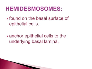  found on the basal surface of
epithelial cells.
 anchor epithelial cells to the
underlying basal lamina.
 