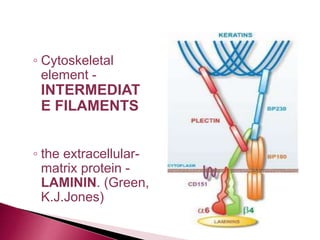 ◦ Cytoskeletal
element -
INTERMEDIAT
E FILAMENTS
◦ the extracellular-
matrix protein -
LAMININ. (Green,
K.J.Jones)
 