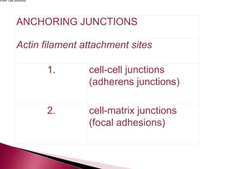 ANCHORING JUNCTIONS
Actin filament attachment sites
1. cell-cell junctions
(adherens junctions)
2. cell-matrix junctions
(focal adhesions)
From: Cell Junctions
 