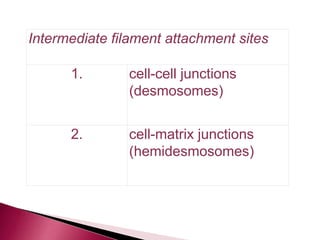 Intermediate filament attachment sites
1. cell-cell junctions
(desmosomes)
2. cell-matrix junctions
(hemidesmosomes)
 