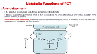 Pct Cd Function 3. physiology of renal tubules(1).ppt