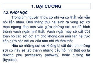 1. ĐẠI CƯƠNG
1.2. PHÔI HỌC
Trong tim nguyên thủy, cơ nhĩ và cơ thất vốn vẫn
nối liền nhau. Đến tháng thứ hai sinh ra vòng sợi xơ
mọc ngang đan xen vào giữa những sợi cơ để hình
thành vách ngăn nhĩ thất. Vách ngăn này sẽ cắt đứt
toàn bộ các sợi cơ làm cho không còn mối liên hệ trực
tiếp giữa các sợi cơ của tâm nhĩ và tâm thất.
Nếu có những sợi cơ không bị cắt đứt, thì những
sợi cơ này sẽ tạo thành những cầu nối nhĩ thất gọi là
đường phụ (accessory pathway) hoặc đường tắt
(bypass).
 