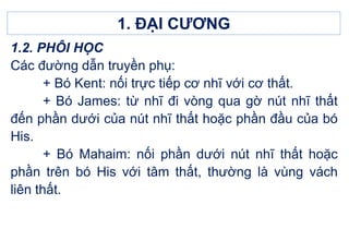 1. ĐẠI CƯƠNG
1.2. PHÔI HỌC
Các đường dẫn truyền phụ:
+ Bó Kent: nối trực tiếp cơ nhĩ với cơ thất.
+ Bó James: từ nhĩ đi vòng qua gờ nút nhĩ thất
đến phần dưới của nút nhĩ thất hoặc phần đầu của bó
His.
+ Bó Mahaim: nối phần dưới nút nhĩ thất hoặc
phần trên bó His với tâm thất, thường là vùng vách
liên thất.
 