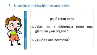 3.- función de relación en animales
¿QUÉ RECUERDO?
1. ¿Cuál es la diferencia entre una
glándula y un órgano?
1. ¿Qué es una hormona?
 
