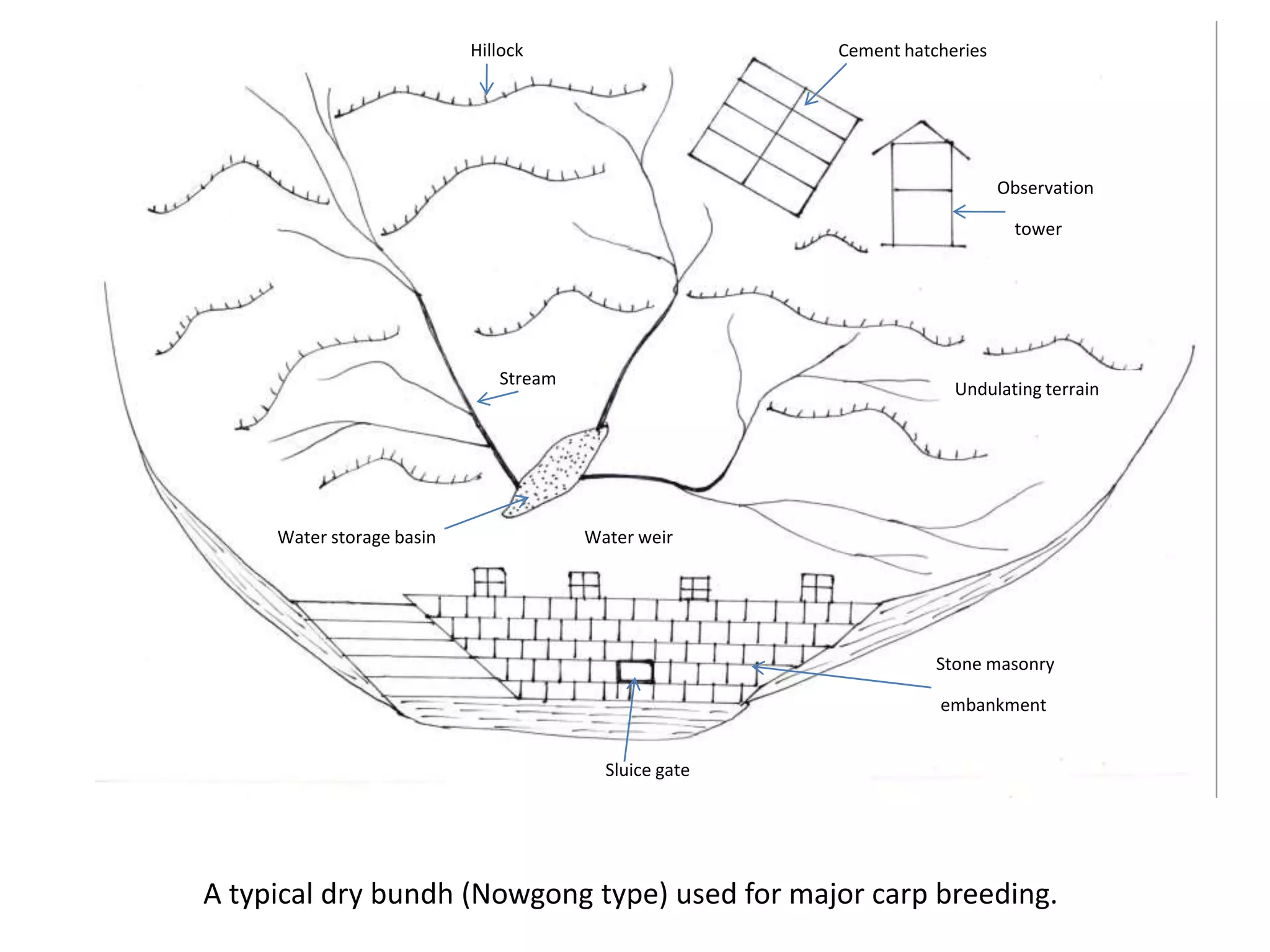 3.1. Breeding of carps in bundhs.ppt