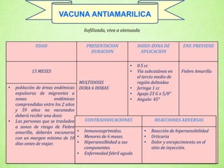 EDAD PRESENTACION
DURACION
DOSIS-ZONA DE
APLICACION
ENF. PREVIENE
15 MESES
MULTIDOSIS
DURA 6 HORAS
• 0.5 cc
• Vía subcutánea en
el tercio medio de
región deltoidea
• Jeringa 1 cc
• Aguja 25 G x 5/8”
• Angulo: 45°
Fiebre Amarilla
• población de áreas endémicas
expulsoras de migrantes a
zonas endémicas
comprendidas entre los 2 años
y 59 años no vacunados
deberá recibir una dosis
• Las personas que se trasladen
a zonas de riesgo de Fiebre
amarilla, deberán vacunarse
con un margen mínimo de 10
días antes de viajar.
liofilizada, viva a atenuada
CONTRAINDICACIONES REACCIONES ADVERSAS
• Inmunosuprimidos.
• Menores de 6 meses.
• Hipersensilbidad a sus
componentes.
• Enfermedad febril aguda
• Reacción de hipersensibilidad
• Urticaria
• Dolor y enrojecimiento en el
sitio de inyección.
VACUNA ANTIAMARILICA
 