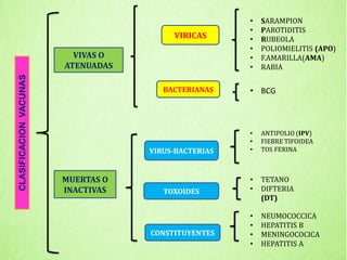 CLASIFICACION
VACUNAS
VIVAS O
ATENUADAS
MUERTAS O
INACTIVAS
VIRICAS
• SARAMPION
• PAROTIDITIS
• RUBEOLA
• POLIOMIELITIS (APO)
• F.AMARILLA(AMA)
• RABIA
BACTERIANAS • BCG
VIRUS-BACTERIAS
TOXOIDES
CONSTITUYENTES
• ANTIPOLIO (IPV)
• FIEBRE TIFOIDEA
• TOS FERINA
• TETANO
• DIFTERIA
(DT)
• NEUMOCOCCICA
• HEPATITIS B
• MENINGOCOCICA
• HEPATITIS A
 