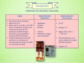 EDAD PRESENTACION
DURACION
DOSIS-ZONA DE
APLICACION
 R.N. dentro de las 24 horas.
 Menor de 12 m
 Niños entre 1 a 4 años, 11m,29D.
Que no recibido la vacuna y son
contactos de casos de TB
pulmonar recibirá terapia
preventiva con isoniazida a
termino del TTO. Vacunar.
 El niño confirmado como VIH
positivo y /o con signos de
inmunosupresión severa no debe
ser vacunado con BCG.
• Multidosis :
10 dosis
20 dosis
• 6 horas
• Mantener en lugar
poco iluminado
 0.1 CC
 Jeringa: 1cc
 Aguja: 26 G x 3/8 o
27G x1/2
 Vía intradérmica en el
tercio medio de la región
deltoides derecha
 Angulo :15°
Liofilizada viva atenuada / inyectable
VACUNA BCG
 
