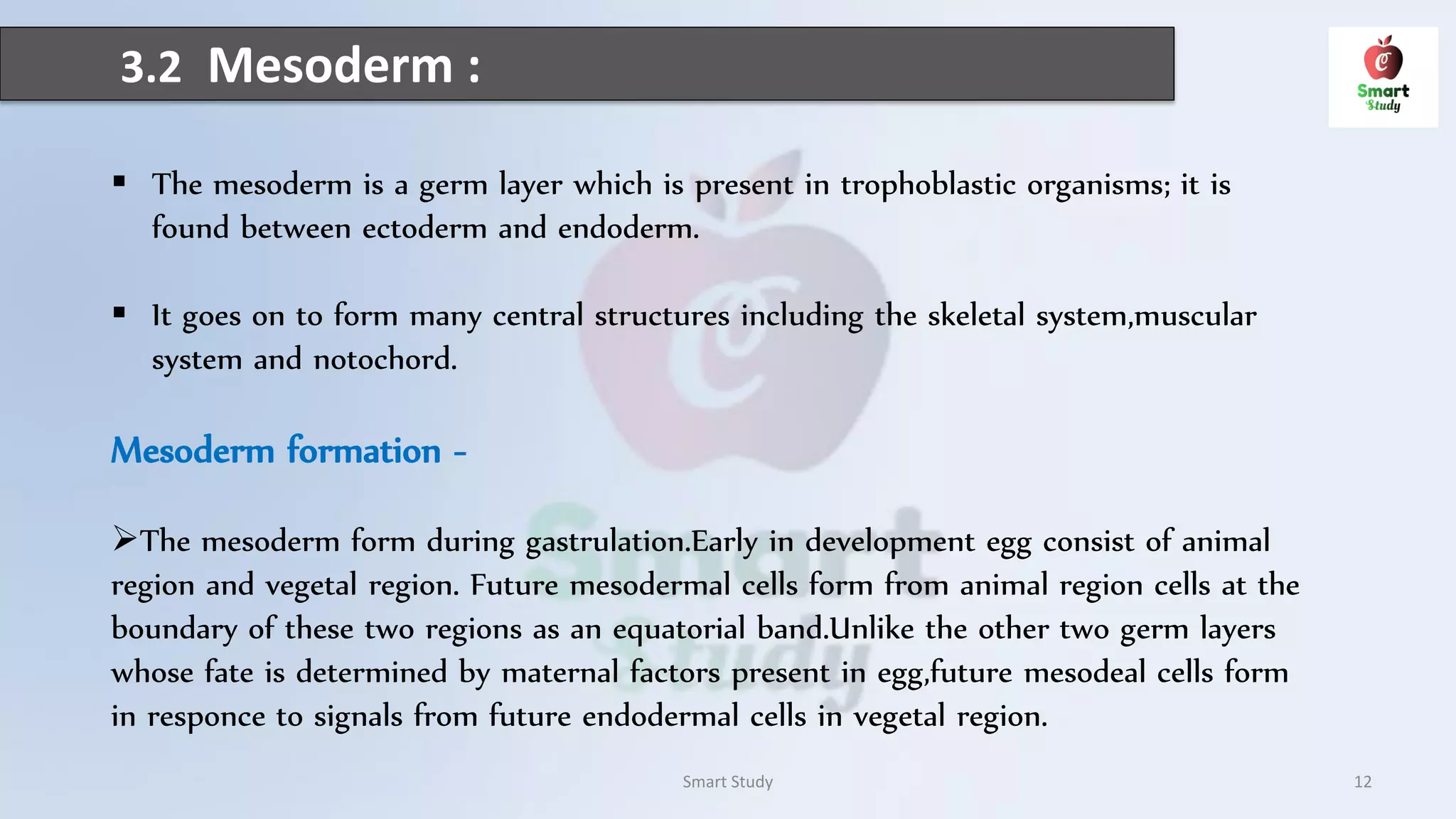 3.2 Mesoderm :
 The mesoderm is a germ layer which is present in trophoblastic organisms; it is
found between ectoderm and endoderm.
 It goes on to form many central structures including the skeletal system,muscular
system and notochord.
Mesoderm formation -
The mesoderm form during gastrulation.Early in development egg consist of animal
region and vegetal region. Future mesodermal cells form from animal region cells at the
boundary of these two regions as an equatorial band.Unlike the other two germ layers
whose fate is determined by maternal factors present in egg,future mesodeal cells form
in responce to signals from future endodermal cells in vegetal region.
Smart Study 12
 