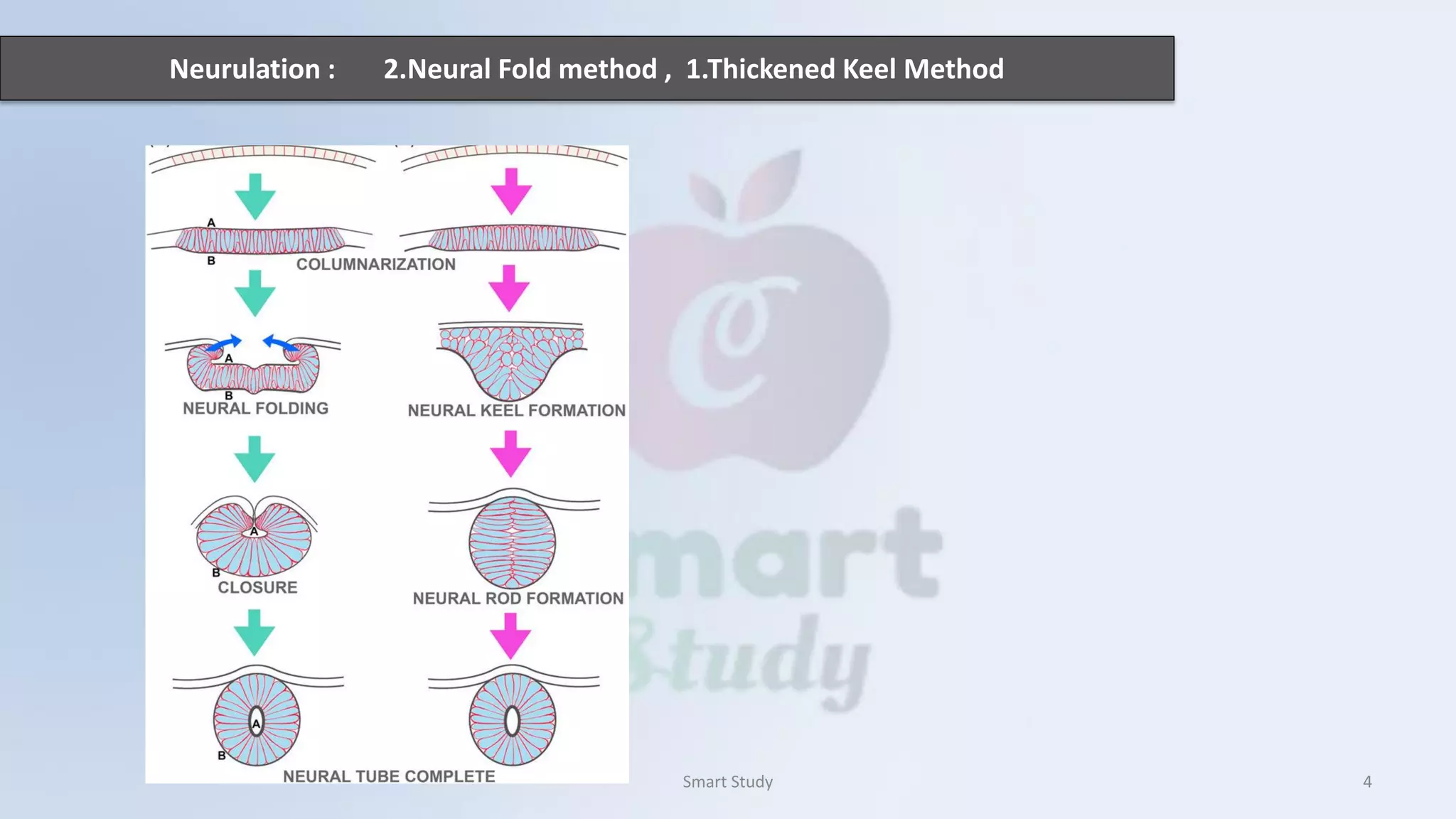 Neurulation : 2.Neural Fold method , 1.Thickened Keel Method
Smart Study 4
 