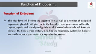 Function of Endoderm :
Smart Study 11
Function of Endoderm
 The endoderm will become the digestive tract as well as a number of associated
organs and glands.It will give rise to the lungs,liver and pancreas,as well as the
thymus,thyroid and parathyroid glands.In addition,endoderm cells will form the
lining of the body's organ system, including the respiratory system,the digestive
system,the urinary system and the reproductive system.
 